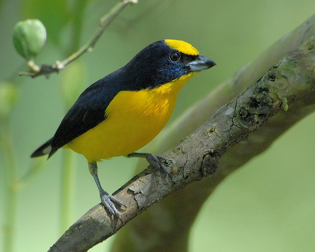 Thick-billed Euphonia-male