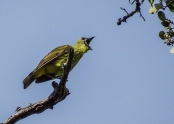 SVBC-gailhull-3704-Three-wattled Bellbird juvenile