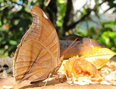 SVBC-helenle-butterfly1-jpg