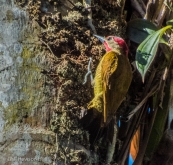 Golden-olive Woodpecker; photo: Gail Hull